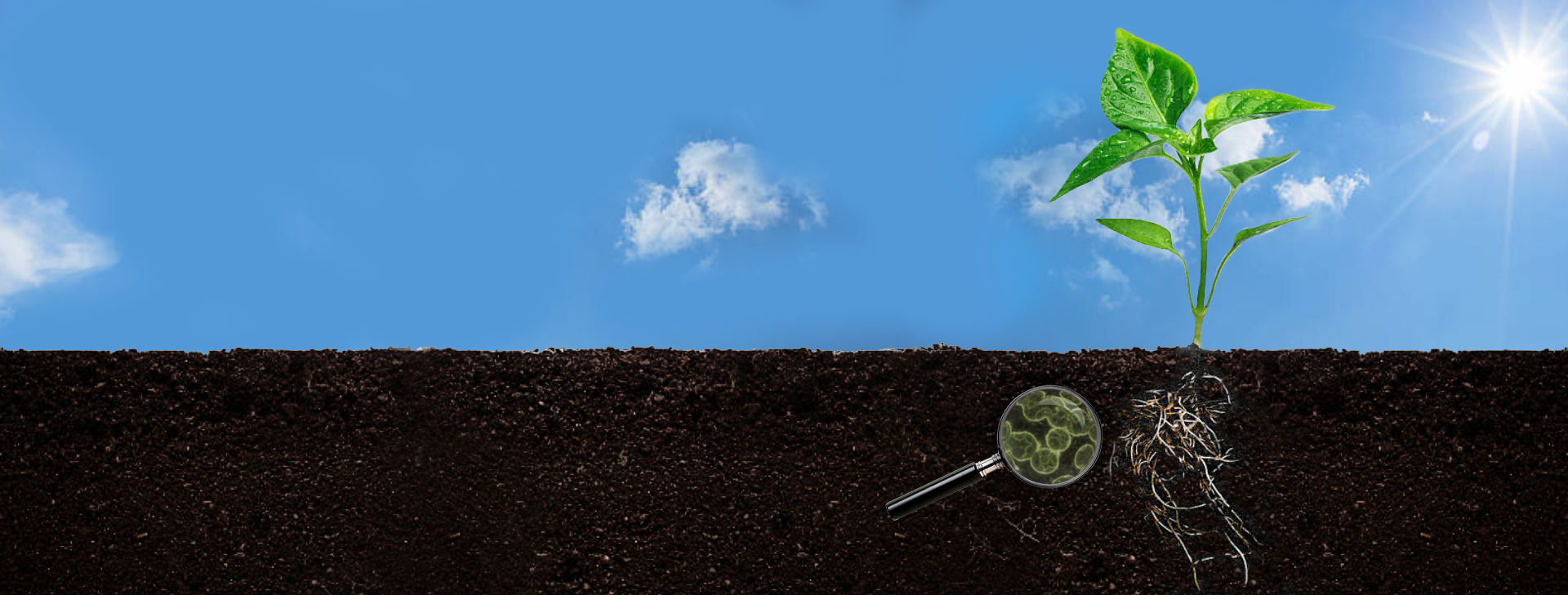 Improving Soil health by boosting soil microbial activity
